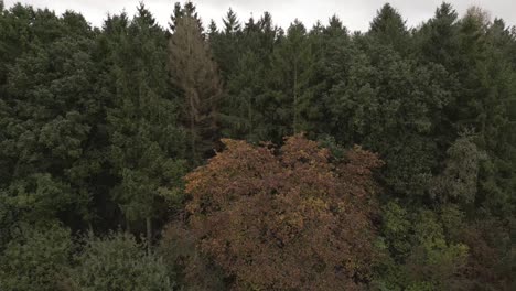 Langsamer-Luftflug-Um-Einen-Herbstlichen-Orangenbaum