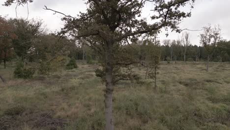 Slow-aerial-shot-flying-up-and-around-a-single-tree