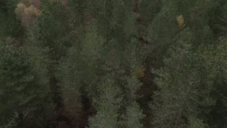 Slow-aerial-shot-flying-over-trees,-panning-up-to-reveal-an-open-field-in-the-woodland