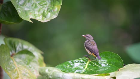 Orange-bellied-flowerpecker-or-Cabai-Bunga-Api-bird-bathing-on-the-leaf