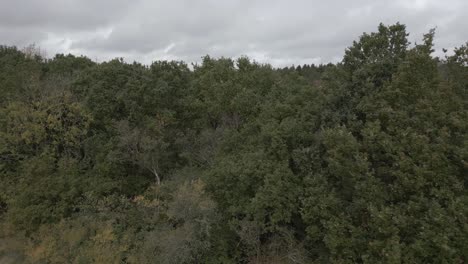 Aerial-shot-flying-up-and-to-the-left-of-some-autumnal-trees