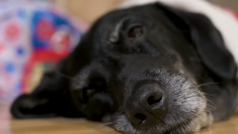 Eine-Eng-Fokussierte-Ansicht-Der-Nase-Eines-Schwarzen-Hundes-Der-älteren-Labrador-Rasse,-Während-Er-Auf-Dem-Boden-Liegt