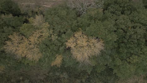 Toma-Aérea-De-Arriba-Hacia-Abajo-Volando-A-Través-Del-Bosque-Otoñal.