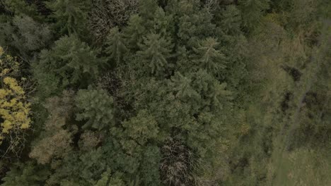 Toma-Aérea-Lenta-Volando-Hacia-Atrás-Sobre-Los-árboles-Y-Desplazándose-Hacia-Arriba-Para-Revelar-El-Bosque