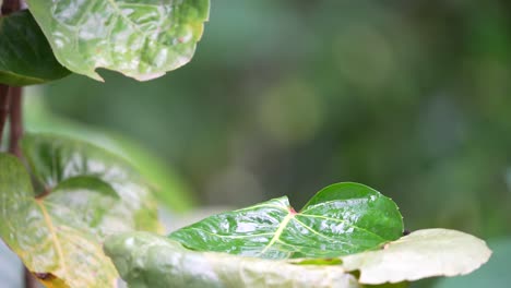 Wild-animal-behavior-in-the-forest,-Orange-bellied-flowerpecker-or-Cabai-Bunga-Api-bird-bathing-on-the-leaves