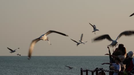 Gente-En-Una-Silueta-Alimentando-A-Las-Gaviotas-Mientras-Pasan-Volando,-Gaviotas-Alimentándose,-Tailandia