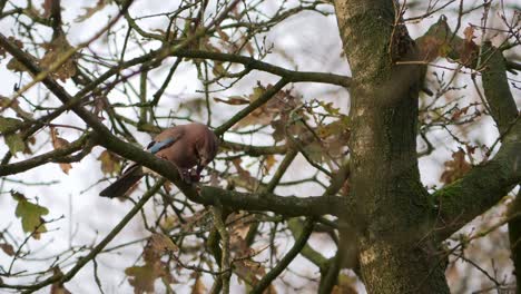 Eichelhäher-Auf-Einem-Baum-Bricht-Eine-Nuss-Auf,-Um-Den-Inhalt-Zu-Fressen,-Und-Fliegt-Davon