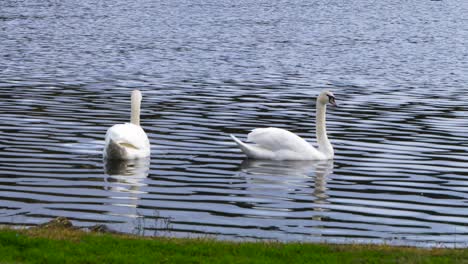 Wunderschöne-Weiße-Schwäne-Schwimmen-An-Einem-Bewölkten-Und-Kalten-Tag-Im-Cachamuiña-Stausee,-Umgeben-Von-Wasser-Und-Gras