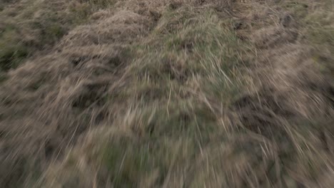 Low-flying-aerial-shot-flying-across-a-grassy-field-to-pan-up-and-reveal-a-single-tree