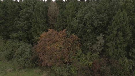 Slow-aerial-flying-down-while-moving-around-an-autumnal-orange-tree