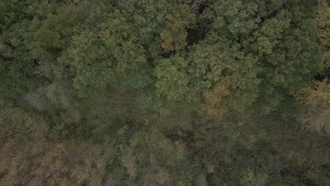 Aerial-top-down-shot-flying-through-the-woods-following-a-track