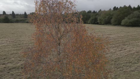 Toma-Aérea-Volando-Alrededor-De-Un-Solo-árbol-Con-Hojas-De-Otoño-De-Color-Naranja-En-Un-Campo-Abierto