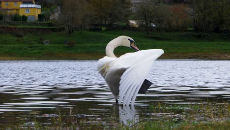 Wunderschöner-Weißer-Schwan,-Der-An-Einem-Bewölkten-Und-Kalten-Tag-Im-Wasser-Tanzt-Und-Mit-Dem-Schwanz-Im-Cachamuiña-Stausee-Wedelt