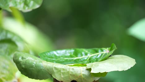 Cabai-Bunga-Api-Pájaro-O-Pájaro-Carpintero-De-Vientre-Naranja-Bañándose-En-La-Hoja-Verde