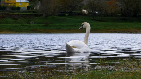 Beautiful-white-swan-swimming-and-floating-in-the-Cachamuiña-reservoir-on-a-cloudy-and-cold-day