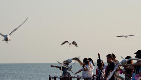 Se-Ve-Gente-Alimentando-A-Estas-Gaviotas-Mientras-Vienen-Volando,-Gaviotas-Alimentándose,-Tailandia