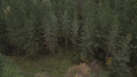 Toma-Aérea-Lenta-Volando-Sobre-Los-árboles,-Panorámica-Hacia-Arriba-Para-Revelar-Y-Abrir-El-Campo-En-El-Bosque