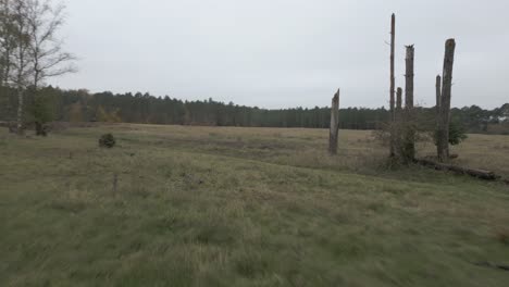 Low-aerial-shot-flying-through-a-field-and-circling-around-a-group-of-old-trees