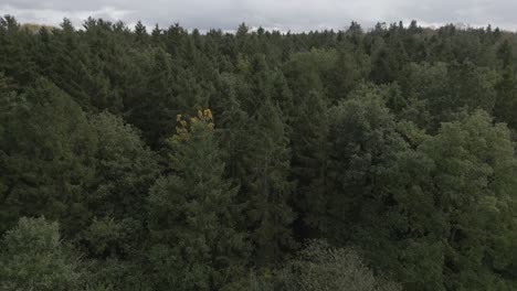 Toma-Aérea-Volando-Hacia-Arriba-Y-A-La-Izquierda-De-Los-Bosques-Otoñales.