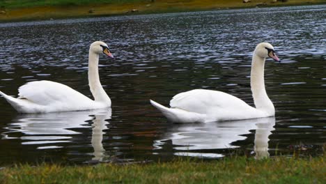 Beautiful-white-swans-swimming-in-the-Cachamuiña-reservoir-surrounded-by-water-and-grass-on-a-cloudy-and-cold-day