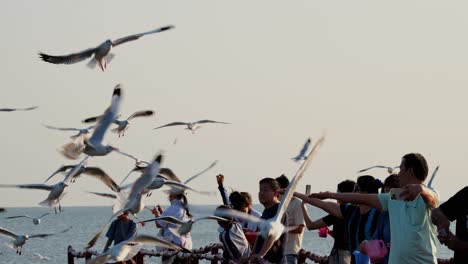 Gente-Tomando-Fotografías-Y-Selfies-Mientras-Las-Gaviotas-Vuelan-En-Bandadas-Para-Alimentarse,-Gaviotas-Alimentándose,-Tailandia