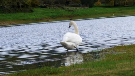 Wunderschöner-Weißer-Schwan,-Der-An-Einem-Bewölkten-Und-Kalten-Tag-Im-Cachamuiña-Stausee-Schwimmt-Und-Schwimmt