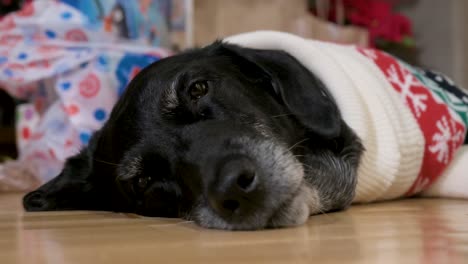 A-close-up-view-of-a-black-senior-labrador-dog-wearing-a-Christmas-themed-sweater-as-it-lies-on-the-ground-next-to-a-decorated-Christmas-gifts