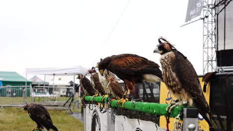 Harris-Hawk-Y-Falcon-Se-Encuentran-En-La-Valla-Verde-Durante-La-Exhibición-Aérea