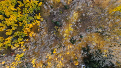 Dramatic-birds-eye-autumn-Aspen-Tree-fall-golden-yellow-leaves-colors-Kebler-Pass-trailhead-aerial-cinematic-drone-landscape-Crested-Butte-Gunnison-Colorado-early-fall-Rocky-Mountains-left-motion