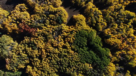 Dramatic-birds-eye-autumn-Aspen-Tree-fall-golden-yellow-red-orange-leaves-colors-Kebler-Pass-aerial-cinematic-drone-landscape-Crested-Butte-Gunnison-Colorado-early-fall-Rocky-Mountains-circle-left