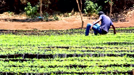 Green-environmental-conservation--young-africa-men-planting-trees-in-nursery