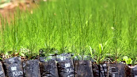 Green-environmental-conservation--young-africa-men-planting-trees-in-nursery