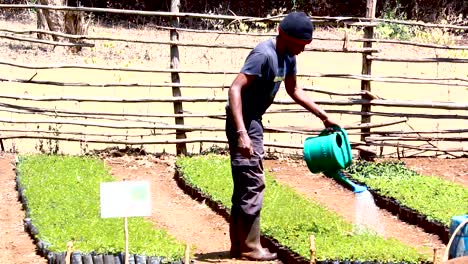 Green-environmental-conservation--young-africa-men-planting-trees-in-nursery