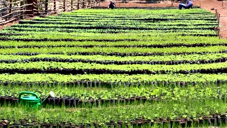 Green-environmental-conservation--young-africa-men-planting-trees-in-nursery