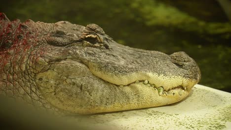 Cerrar-La-Cabeza-Del-Cocodrilo-Del-Nilo,-Descansando-Junto-Al-Estanque-En-El-Parque-De-Reptiles