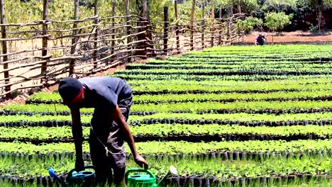 Green-environmental-conservation--young-africa-men-planting-trees-in-nursery