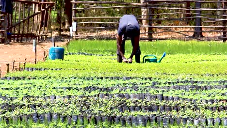 Green-environmental-conservation--young-africa-men-planting-trees-in-nursery