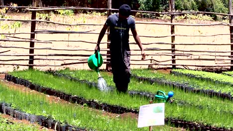 Green-environmental-conservation--young-africa-men-planting-trees-in-nursery