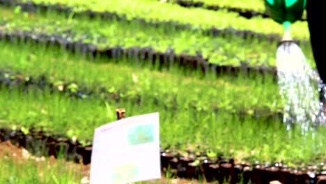 Green-environmental-conservation--young-africa-men-planting-trees-in-nursery