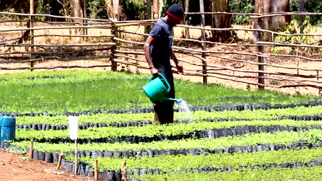 Conservación-Del-Medio-Ambiente-Verde:-Jóvenes-Africanos-Plantando-árboles-En-Viveros