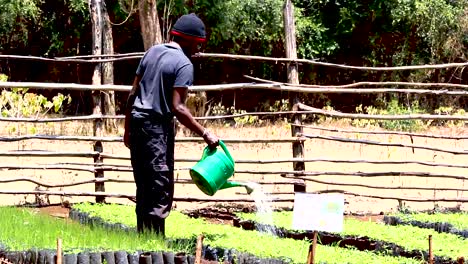 Green-environmental-conservation--young-africa-men-planting-trees-in-nursery