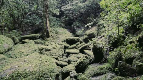 Inclinación-De-La-Naturaleza-En-La-Selva