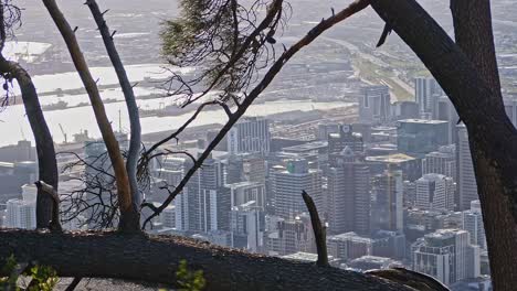 Vista-A-Través-De-Los-árboles-De-Ciudad-Del-Cabo-Desde-El-Mirador-De-Lions-Head.