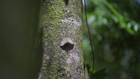 Beautiful-butterfly-camouflaging-itself-on-the-trunk-of-a-leafy-tree,-full-of-mud-and-humidity-in-the-forest-on-a-sunny-day