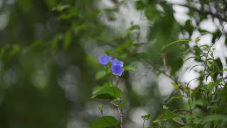 Wunderschöne-Blaue-Und-Violette-Blume-Inmitten-Der-Vegetation-Bewegt-Sich-Mit-Dem-Wind,-Umgeben-Von-Anderen-Pflanzen-Und-Der-Natur