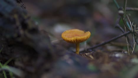 Fungi,-slime,-mold-and-microorganisms-on-a-tree-branch-on-the-ground-surrounded-by-dry-leaves-in-the-jungle-soil