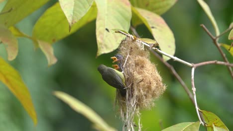 Orange-bellied-flowerpecker-bird-feeding-baby-bird-in-the-bird's-nest