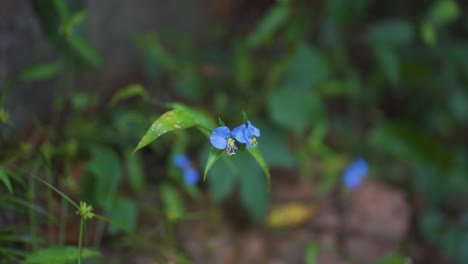 Beautiful-blue-and-purple-flower-in-the-middle-of-the-vegetation-moves-with-the-wind-surrounded-by-other-plants-and-nature