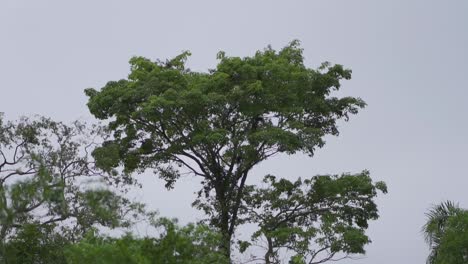 Großer,-Belaubter-Baum-Im-Tropischen-Dschungel-An-Einem-Bewölkten-Tag,-Der-Seine-Blätter-In-Zeitlupe-Mit-Dem-Wind-Bewegt