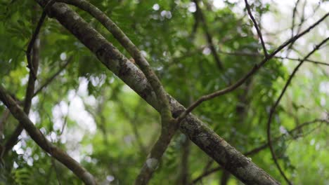 Tree-branches-full-of-slime-and-mold,-between-the-forest-and-the-humid-and-rainy-jungle